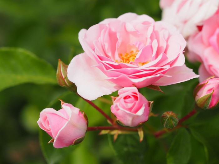 Pink roses and buds in bloom