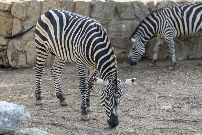 Two zebras grazing near a stone wall