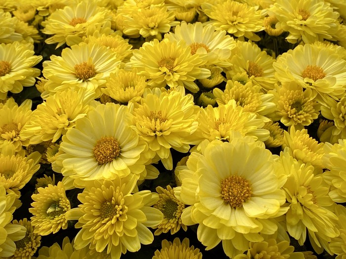 A close-up of many yellow asters
