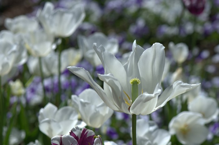 4K Closeup of White Tulips