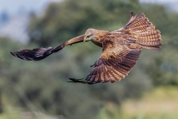 Black kite in flight
