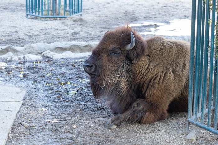 American Bison lying down near a fence
