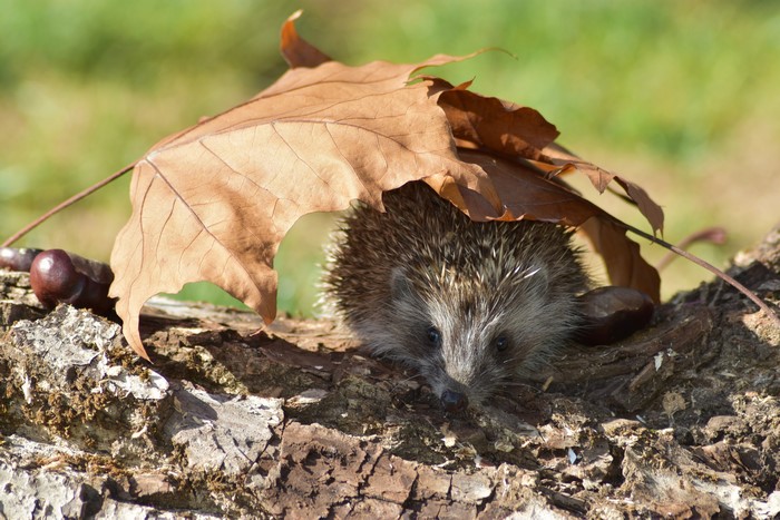 Hedgehog under a brown leaf on a log