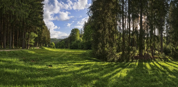 Forest panorama with sunlit grass in Naturpark Augsburg, Germany