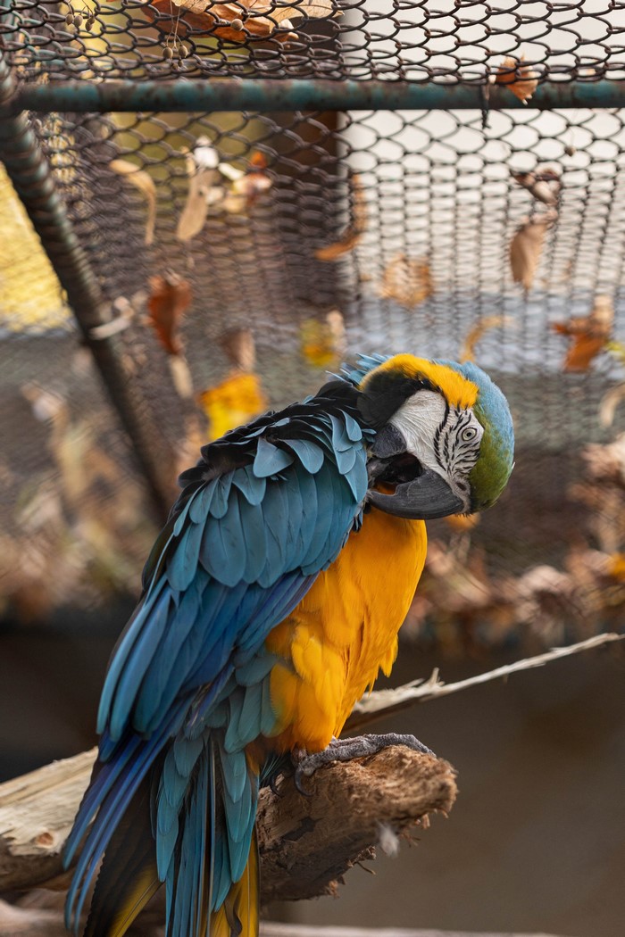 Blue and yellow macaw parrot grooming feathers