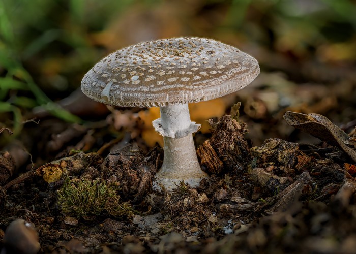 Amanita Mushroom in Forest Floor