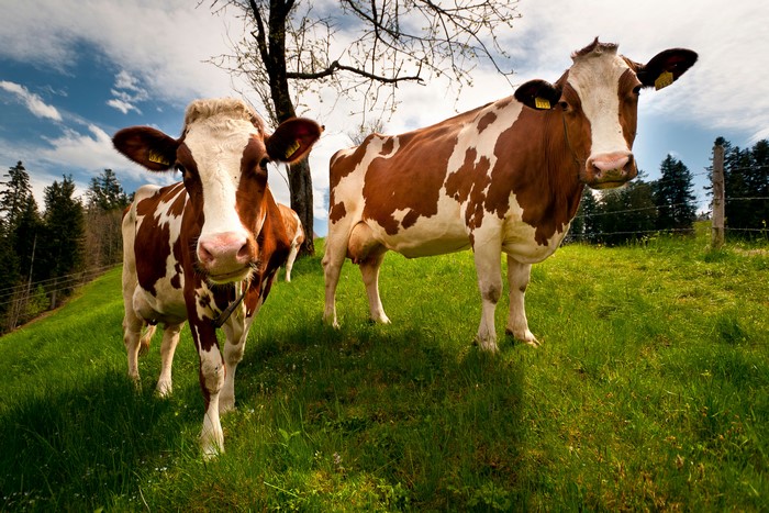 Two cows in a grassy field