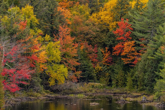 Autumn Pond and Trees in Algonquin Park Ontario Canada