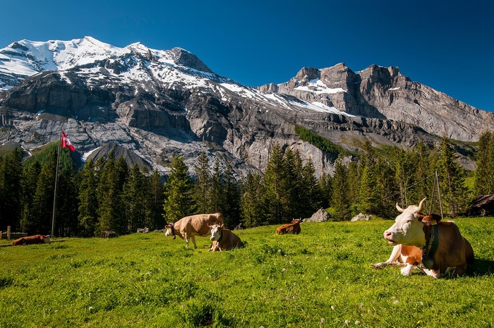 Cows in a Swiss mountain meadow with Swiss flag