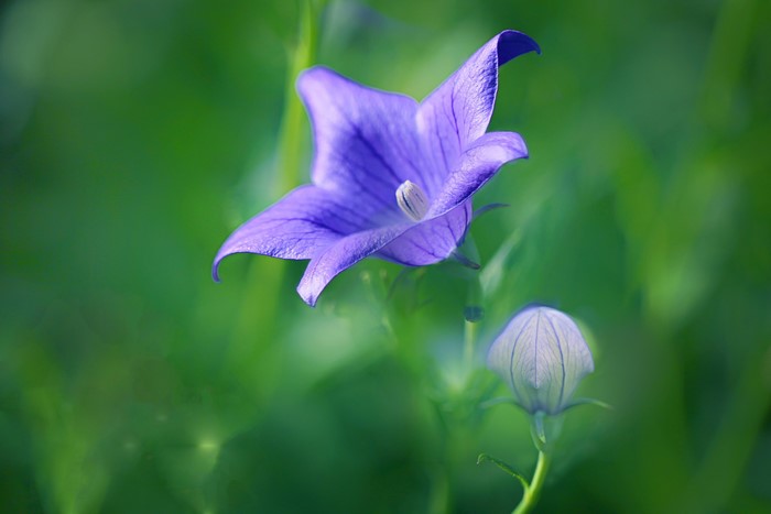 4K Chinese bellflower with bud and bokeh