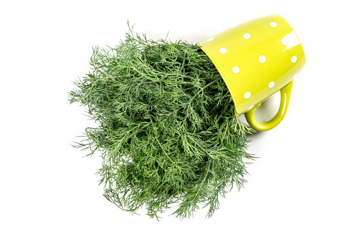 Dill spilling out of a polka dot mug