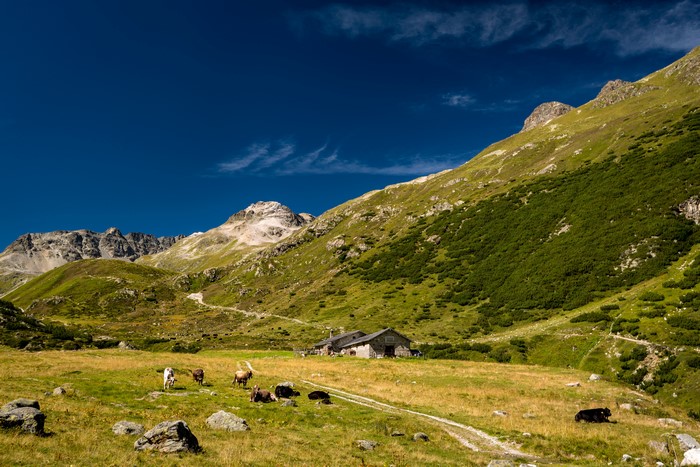 Cows grazing in a mountain valley in Switzerland