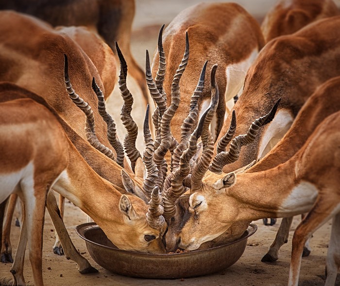 Many antelopes with long horns eating from a bowl