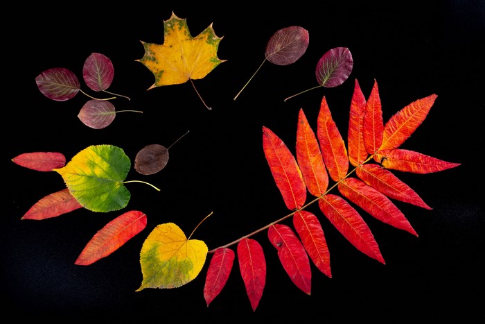 Autumn leaves arranged in a circle on a black background