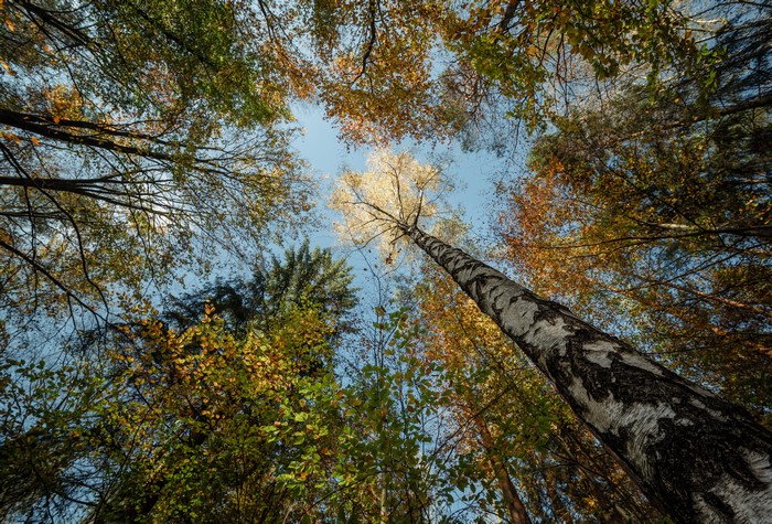 Forest canopy in autumn with birch tree trunk