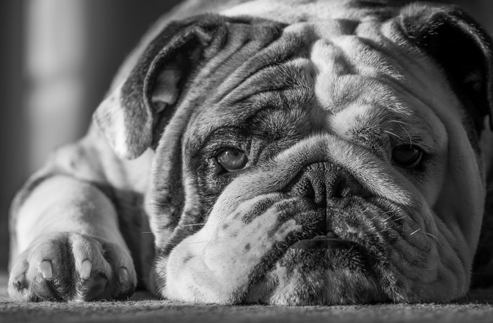 Close-up of a bulldog's face