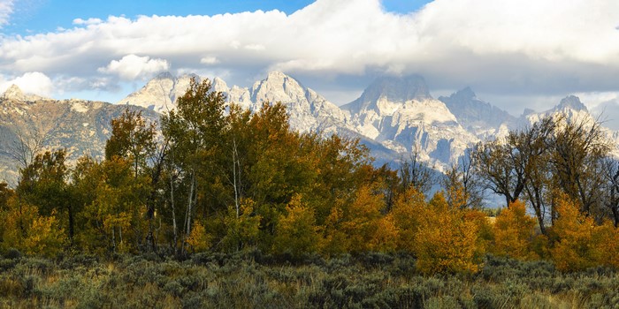 Autumn Trees in Grand Teton National Park, USA