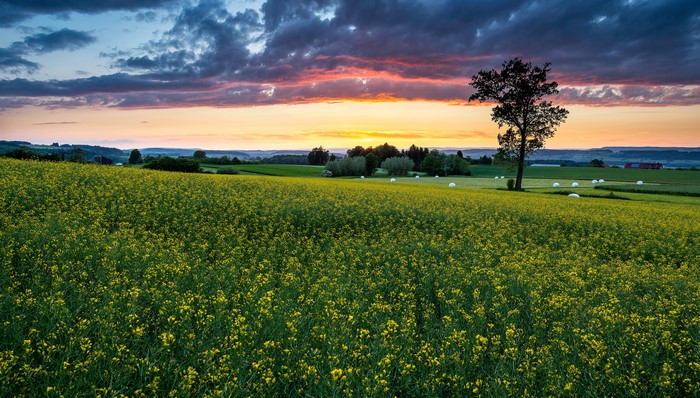 Rapeseed fields in Thurgau, Switzerland at sunset