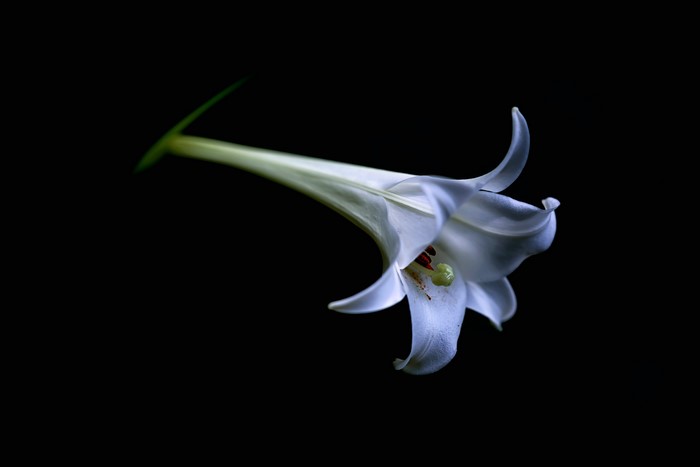 White Lily on Black Background