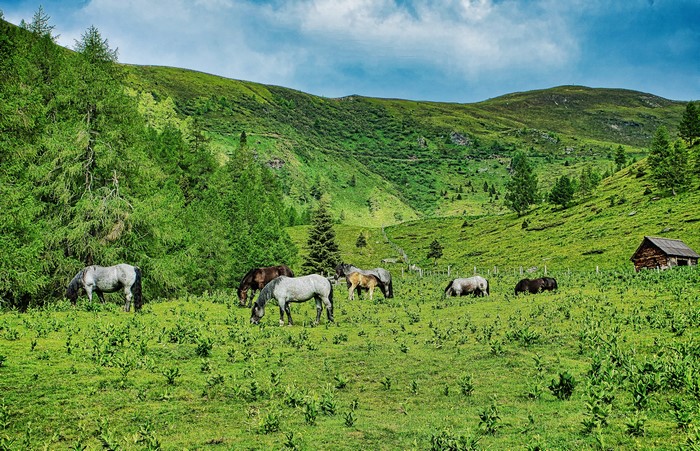 Horses grazing in Austrian grasslands with hills and trees
