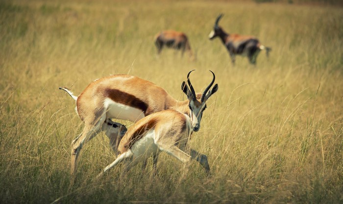 Springbok mother nursing her fawn in tall grass