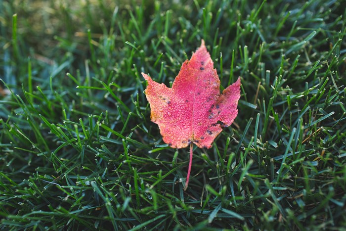 Red autumn leaf on green grass