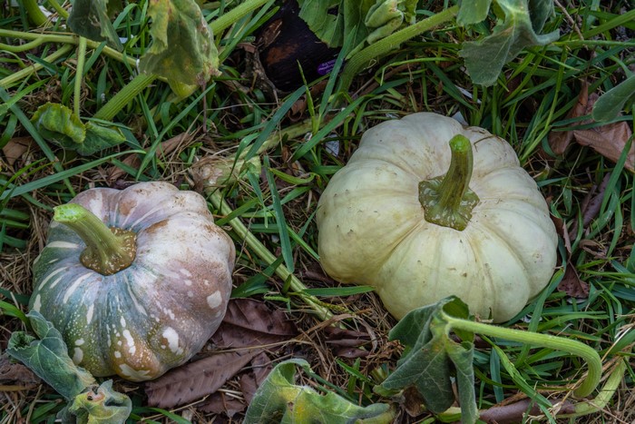 Two pumpkins on the ground