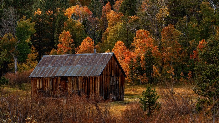 Autumn Forest Cabin in Hope Valley, California