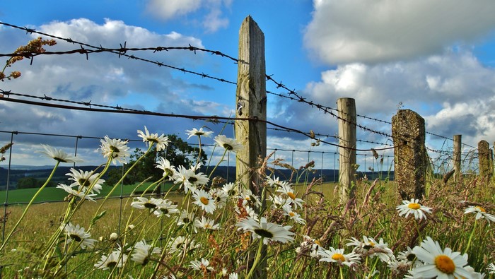 4K Field with Daisies and Barbed Wire Fence