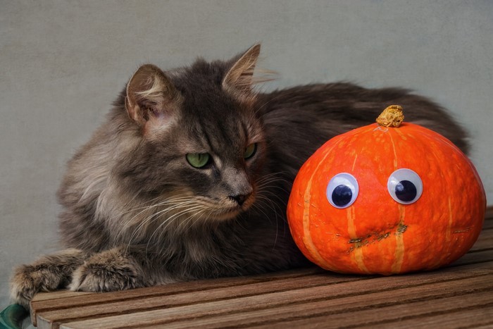 Fluffy cat with googly-eyed pumpkin