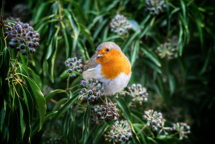 European robin perched on branches with berries