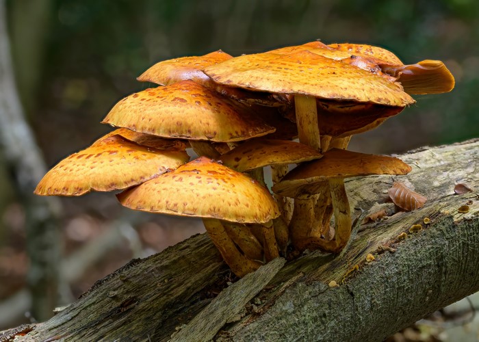 Cluster of Honey Mushrooms on a Log