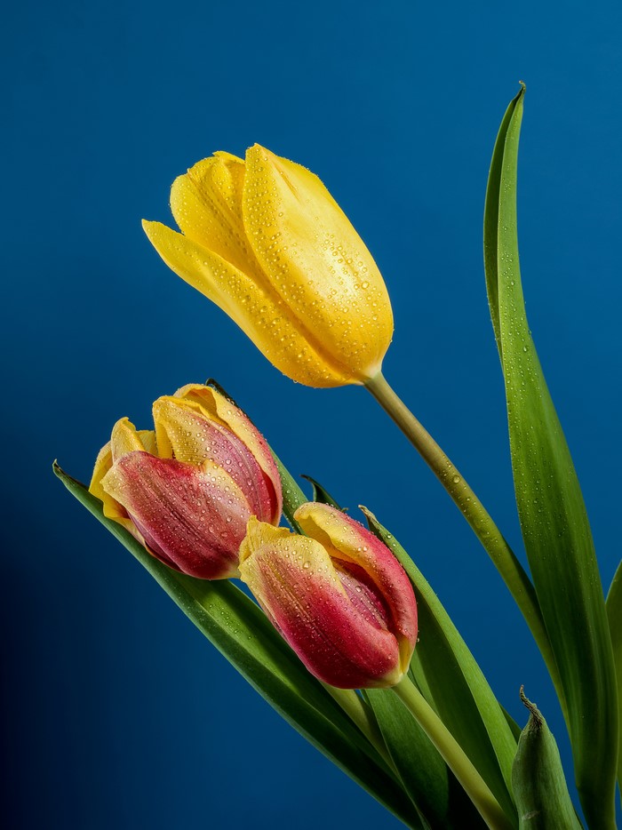 Three tulips with water drops on a blue background