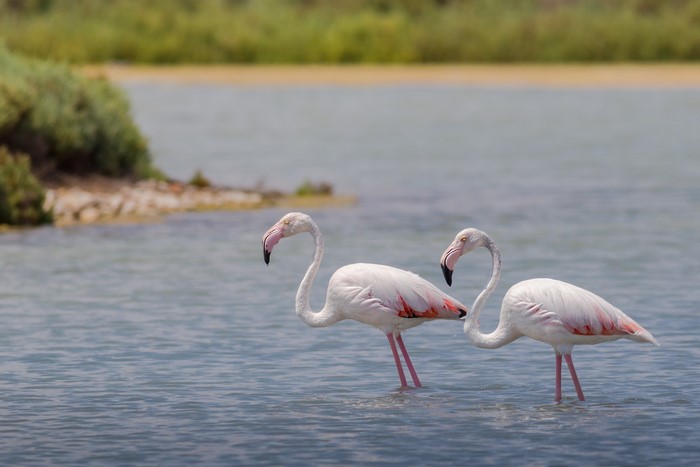 Two Flamingos Standing in Water