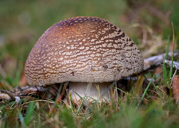 Amanita Mushroom in Grass