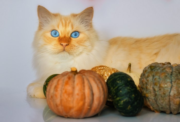 Flame Point Siamese Cat with Pumpkins