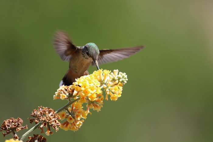 Hummingbird feeding on yellow flowers