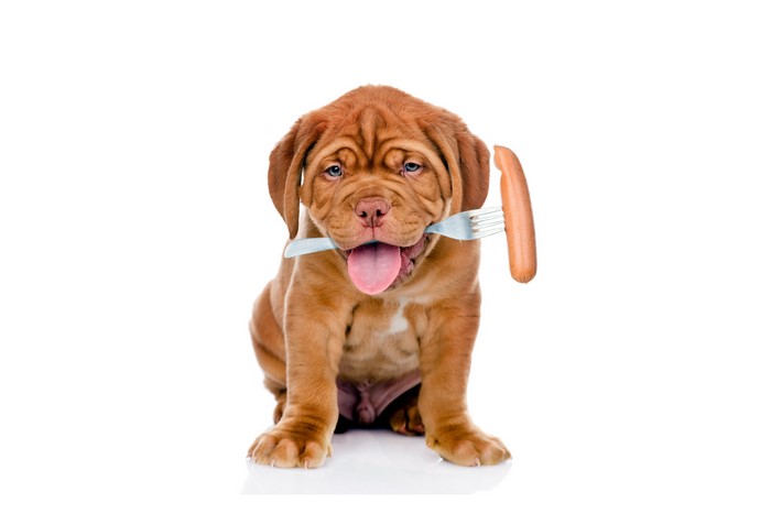 Dogue de Bordeaux puppy with sausage on fork