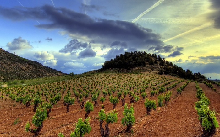 Vineyard on a Hillside Under a Cloudy Sky