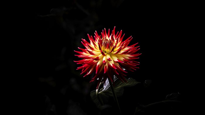 4K Dahlia flower with red and yellow petals on black background