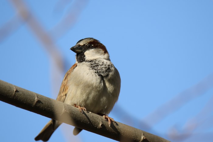 Sparrow perched on a branch