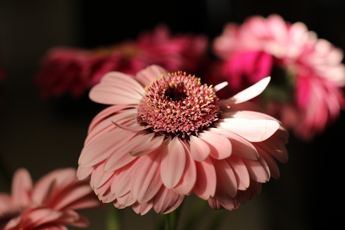 Pink Gerbera Daisies with Bokeh