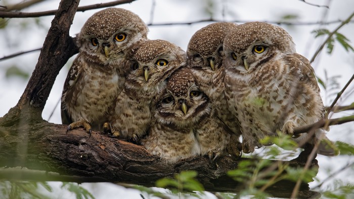 Five Spotted Owls on a Branch