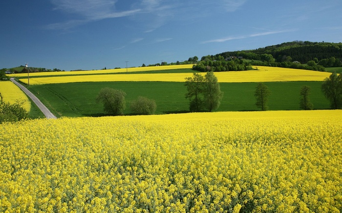 Yellow rapeseed fields and green pastures under a blue sky