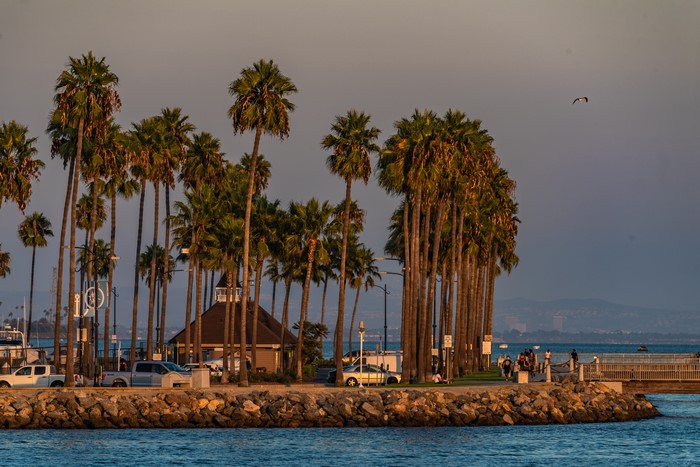 Shoreline Village Long Beach California USA Palm Trees