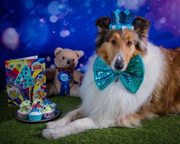 Collie Dog's 4th Birthday Celebration with Teddy Bear and Cupcakes
