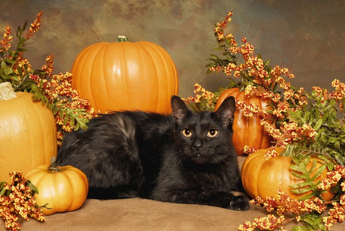 Black cat with pumpkins and fall foliage