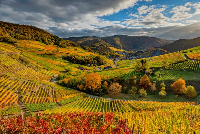 Vineyard in Germany during Autumn with Clouds