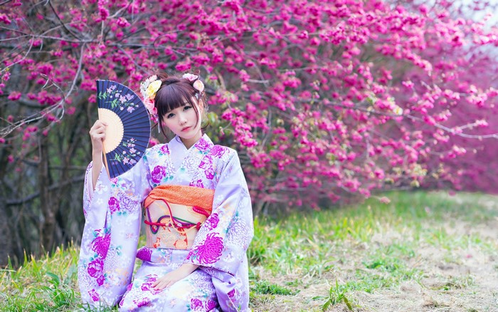 Young Japanese woman in kimono holding a fan near cherry blossoms