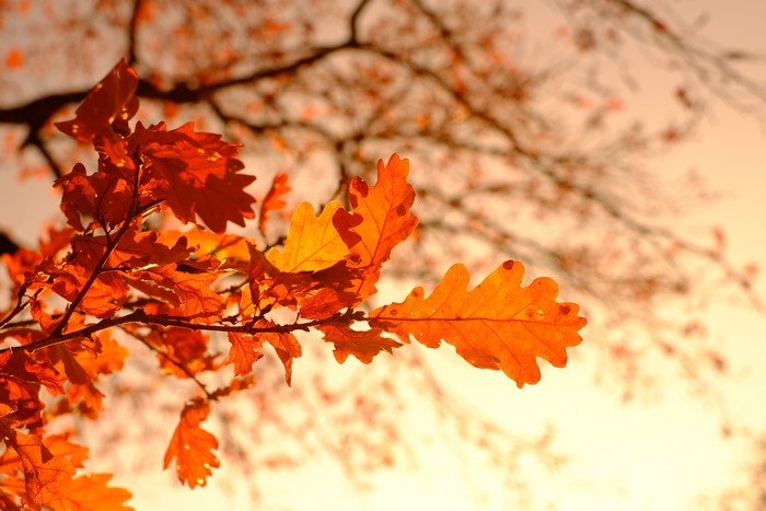 Autumn Oak Leaves with Bokeh